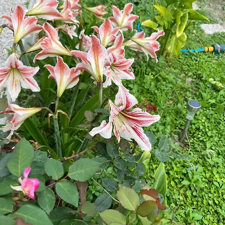 Unique With Garden And Sea View * Spalato